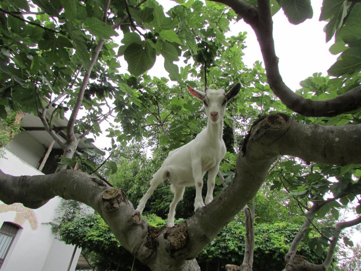 Agriturismo "Borgo Madonna Degli Angeli" - Charming Cottages In The Gardens ! 토코 다 카사우리아 외부 사진