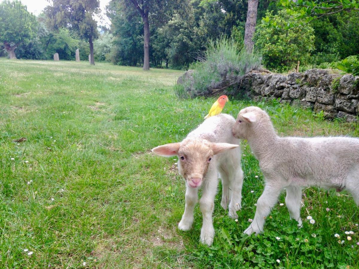 Agriturismo "Borgo Madonna Degli Angeli" - Charming Cottages In The Gardens ! 토코 다 카사우리아 외부 사진